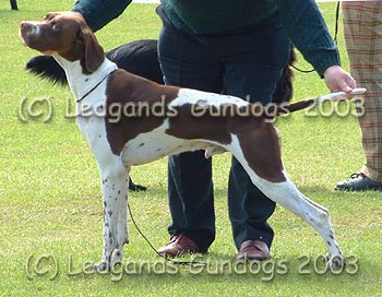 3rd Post Graduate Dog